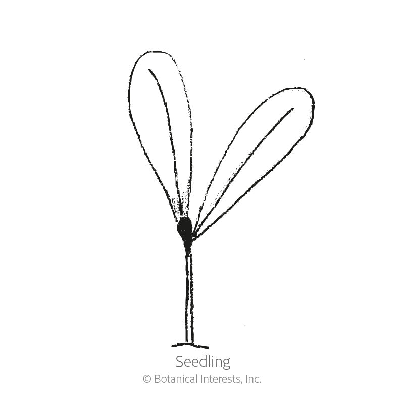 Line drawing of a young seedling with a single upright stem and two rounded seed leaves splayed apart, labelled "Seedling".