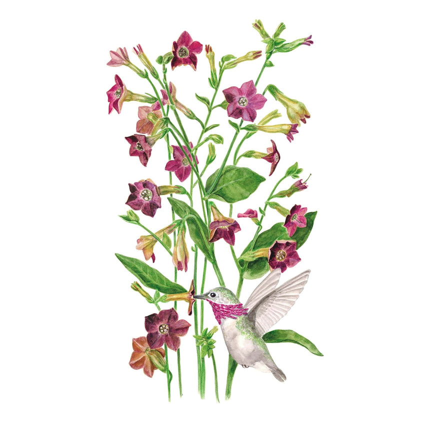 Illustration of a hummingbird feeding on pink Bronze Queen Nicotiana flowers with green leaves on a white background
