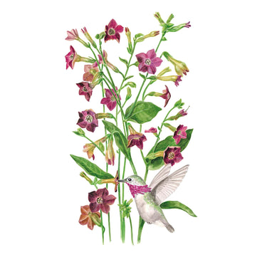 Illustration of a hummingbird feeding on pink Bronze Queen Nicotiana flowers with green leaves on a white background