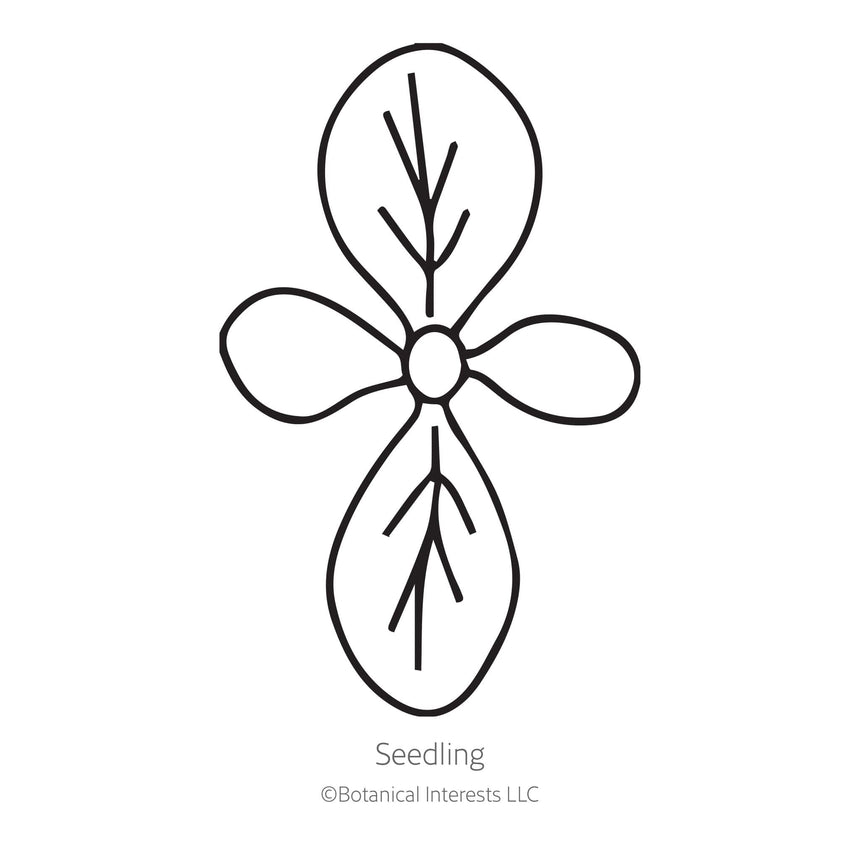 Black line drawing of Bronze Queen Nicotiana seedling on a white background