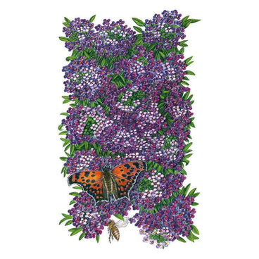 Illustration of Oriental Nights sweet alyssum showing dense clusters of tiny purple and white four-petaled flowers with green foliage, visited by an orange and black butterfly and a bee, set against a plain white background.