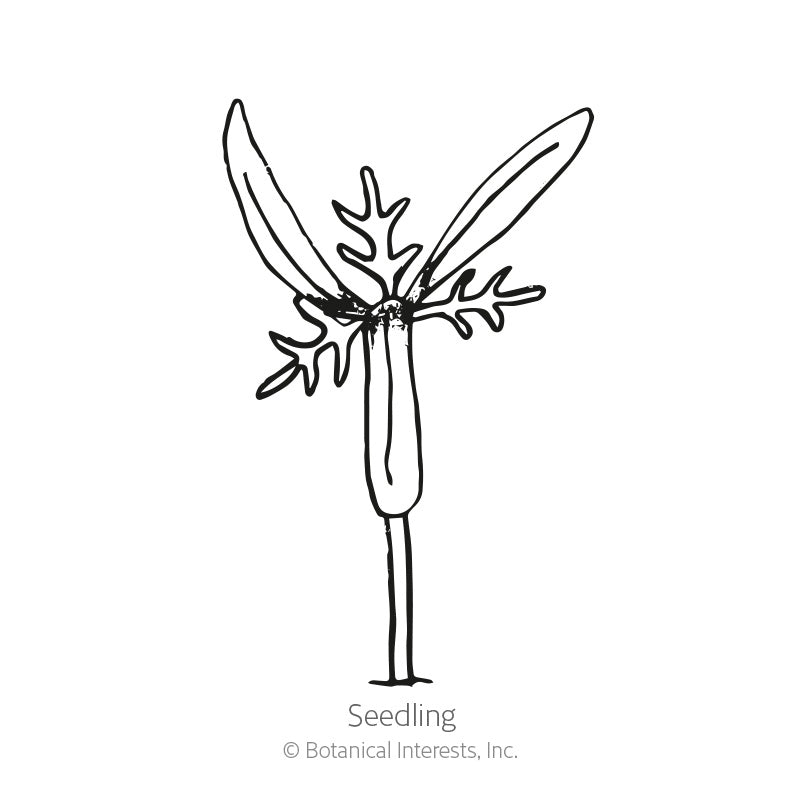 Black and white line art illustration of a young cosmos seedling with delicate, feathery leaves labeled "Seedling" with copyright text for Botanical Interests, Inc., for Sensation Blend Cosmos Seeds.