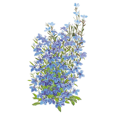 Botanical illustration of Cambridge Blue lobelia showing a mounded cluster of small five-petaled sky-blue flowers with white throats on slender branching green stems against a white background.