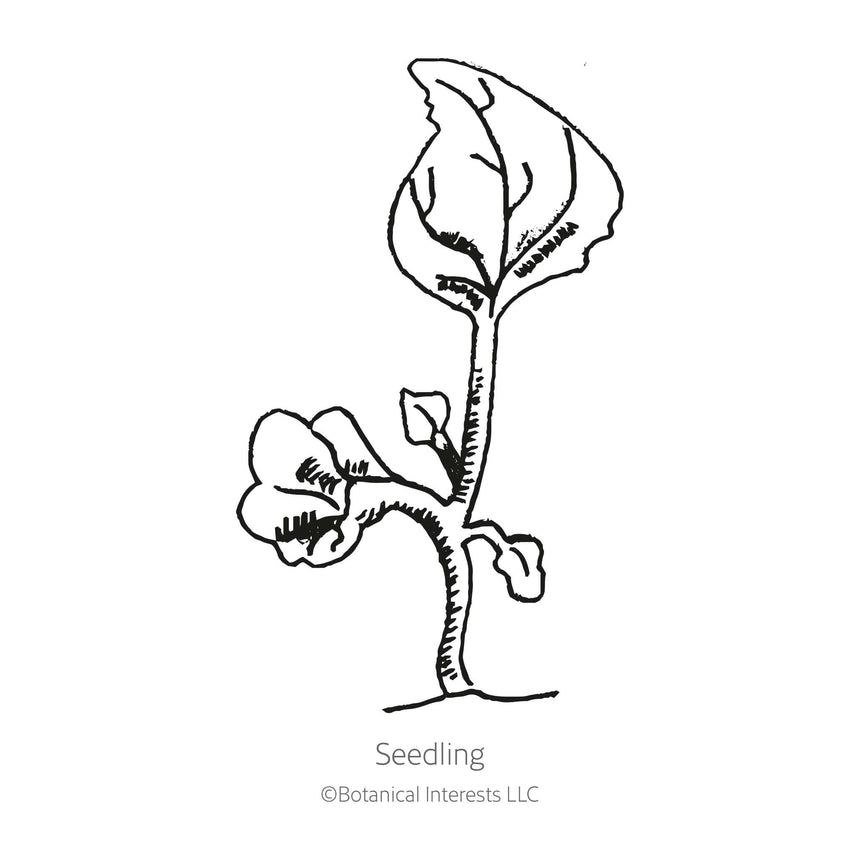 Line drawing of a young lobelia seedling with a single upright stem, one large ribbed true leaf at the top, and rounded seed leaves lower down, labelled "Seedling".