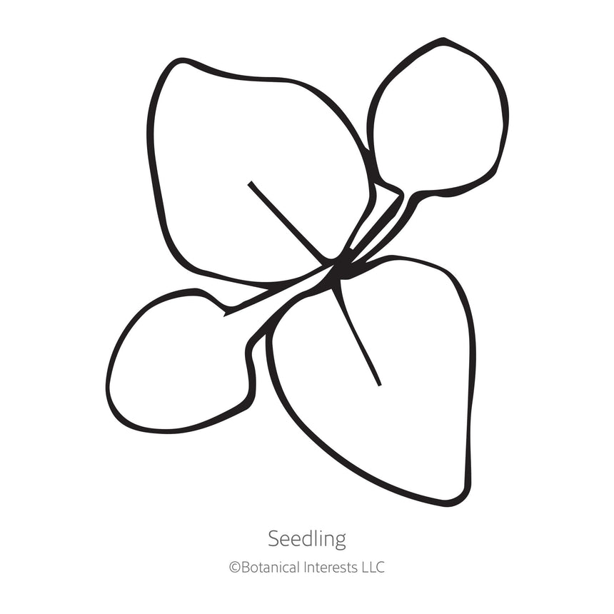 Line drawing of Dondo White Ageratum seedling with three leaves on a white background