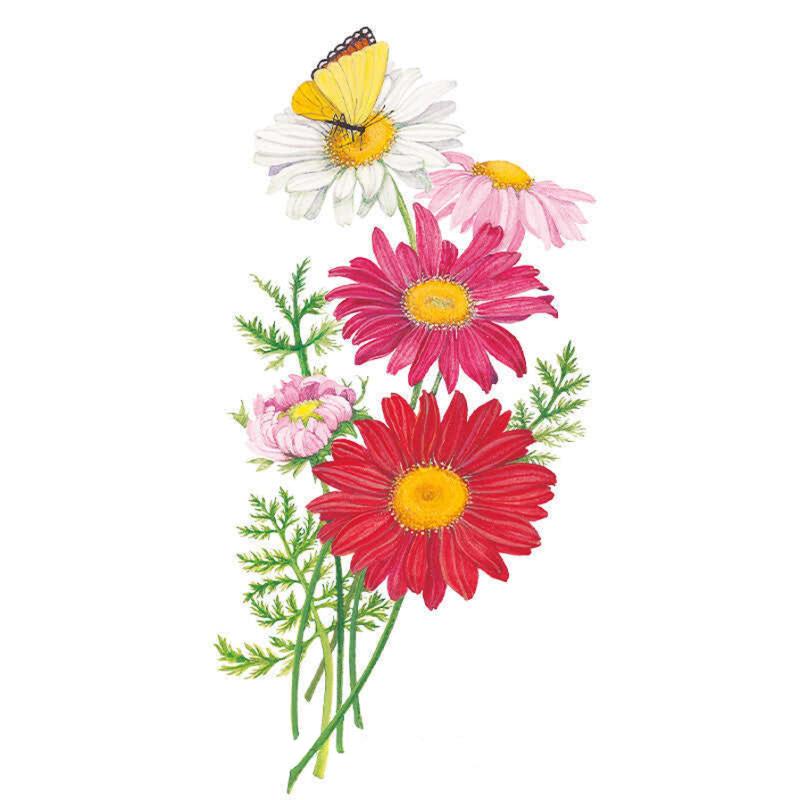 Botanical illustration of Robinson's Blend painted daisy showing a spray of daisy-like blooms in white, pink, magenta and red with yellow centres, feathery foliage, and a small yellow butterfly perched on one flower.