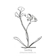 Line drawing of a young painted daisy seedling with two slender basal leaves and a pair of trumpet-shaped flowers on curving stems, labeled "Seedling".