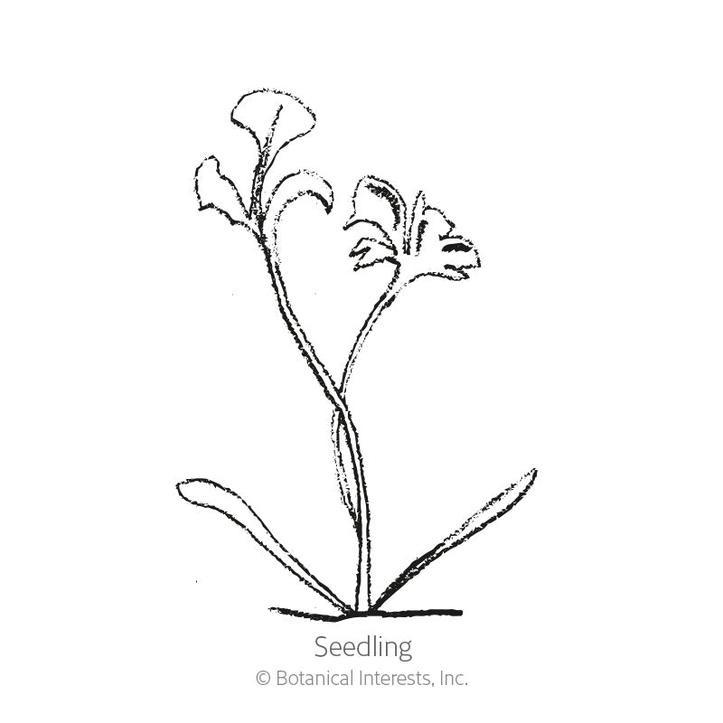 Line drawing of a young painted daisy seedling with two slender basal leaves and a pair of trumpet-shaped flowers on curving stems, labeled "Seedling".