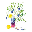 Illustration of a glass of purple lemonade with lemons and Blue Tea Butterfly Pea flowers on a white background