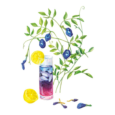 Illustration of a glass of purple lemonade with lemons and Blue Tea Butterfly Pea flowers on a white background