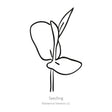 Black line drawing of Blue Tea Butterfly Pea seedling on a white background