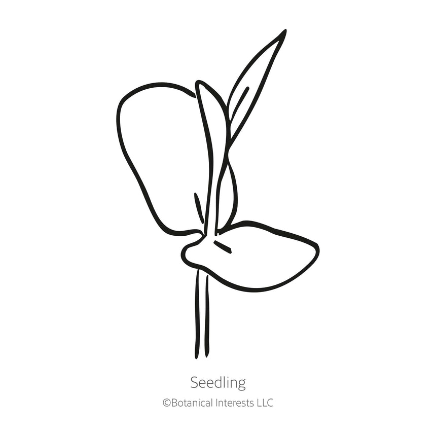 Black line drawing of Blue Tea Butterfly Pea seedling on a white background