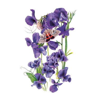 Purple Mammoth Navy Blue Sweet Pea flowers with a butterfly on a white background