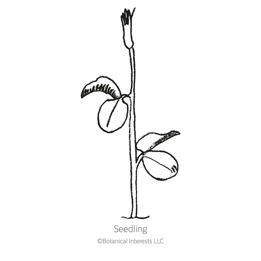 Black line drawing of the Mammoth Navy Blue Sweet Pea seedling in a white background