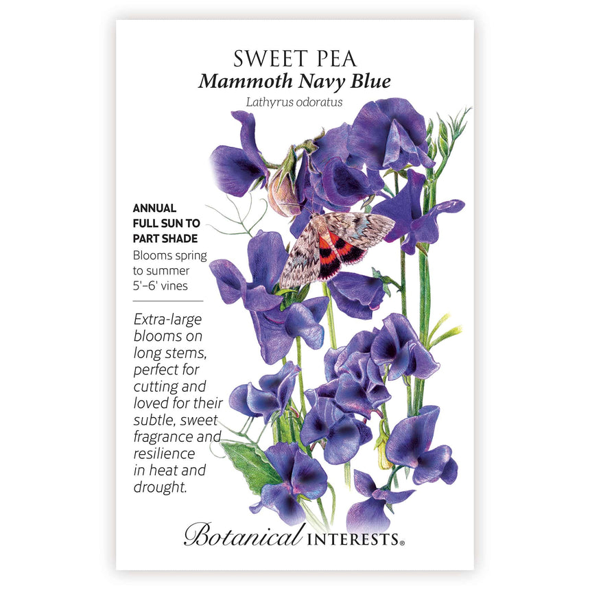 Seed packet of Mammoth Navy Blue Sweet Pea with botanical information and the illustration of its flower