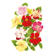 Colorful floral arrangement of Magic Mix Monkey Flower with red, yellow, and pink colors on a white background