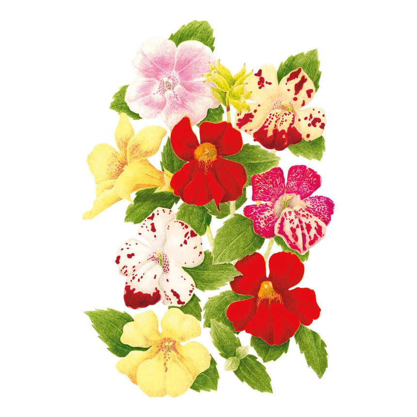 Colorful floral arrangement of Magic Mix Monkey Flower with red, yellow, and pink colors on a white background