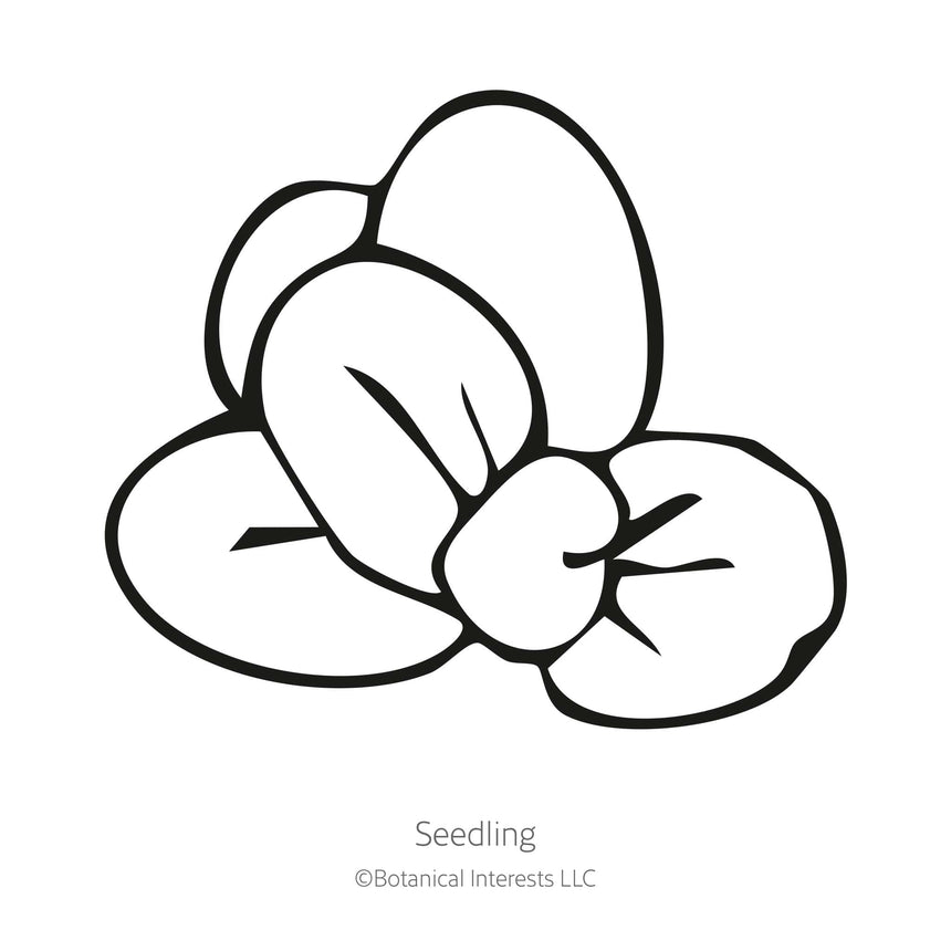 Black line drawing of Magic Mix Monkey Flower seedling in a white background