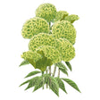 Illustration of Spring Green Celosia flowers with textured leaves on a white background