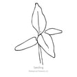 Black line drawing of Spring Green Celosia seedling in a white background