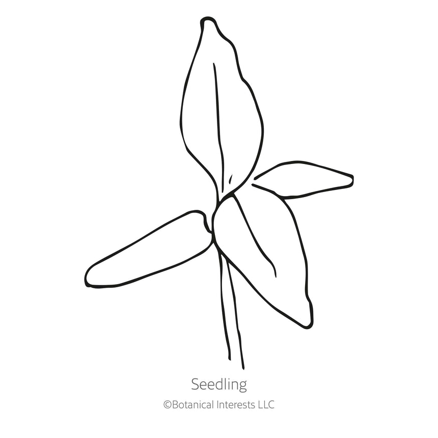 Black line drawing of Spring Green Celosia seedling in a white background