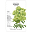 Spring Green Celosia with botanical information and the illustration of the flowers