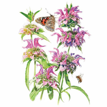 Botanical illustration of Lambada bee balm showing several shaggy pink and purple tubular flower heads with spiky bracts on green stems, visited by a painted lady butterfly and a bee, on a white background.