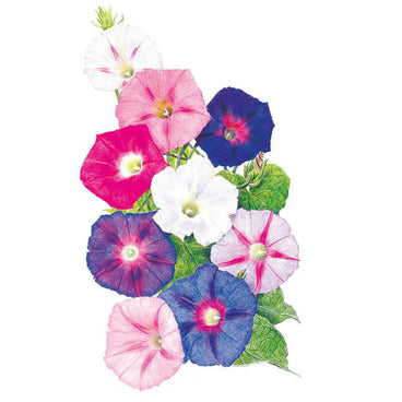 Botanical illustration of morning glory flowers in a cluster of trumpet-shaped blooms in magenta, pink, white, and deep purple-blue shades, each with a pale throat, surrounded by heart-shaped green leaves on a white background.
