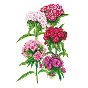 Botanical illustration of Sweet William showing five dense flower clusters in shades of white, pale pink, deep pink, magenta and crimson-and-white bicolour, each rounded head made up of many small fringed blooms atop slender green stems with narrow leaves.