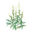 Artistic illustration of green White Swan Clary Sage Salvia leaves on a white background