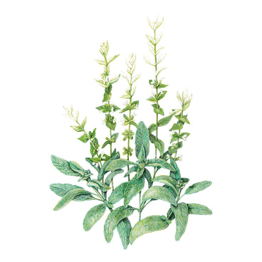 Artistic illustration of green White Swan Clary Sage Salvia leaves on a white background