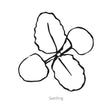 Black and white line drawing of White Swan Clary Sage Salvia seedling on a white background