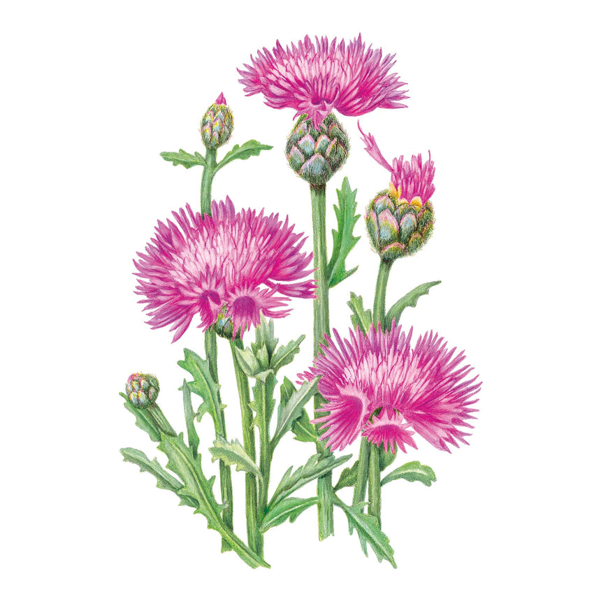 Illustration of pink Imperialis Graciosa Sweet Sultan flowers on a white background