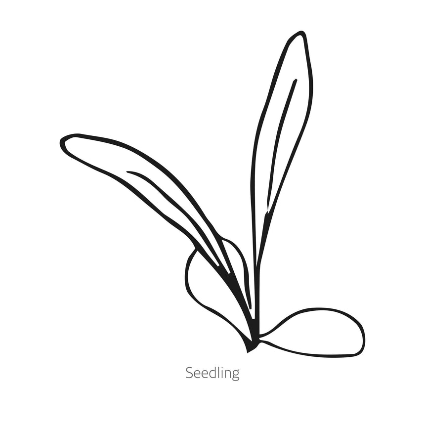 Black line drawing of Imperialis Graciosa Sweet Sultan seedling on a white background