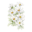 White Fizzy White Cosmos flowers with green leaves on a white background