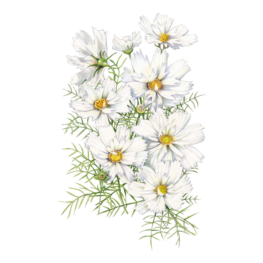 White Fizzy White Cosmos flowers with green leaves on a white background