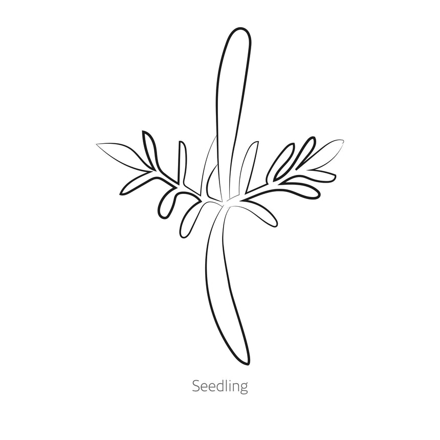 Black line drawing of Fizzy White Cosmos seedling on a white background