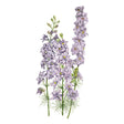 Illustration of purple Misty Lavender Larkspur flowers with green stems on a white background
