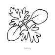 Black and white line drawing of Misty Lavender Larkspur seedling on a white background