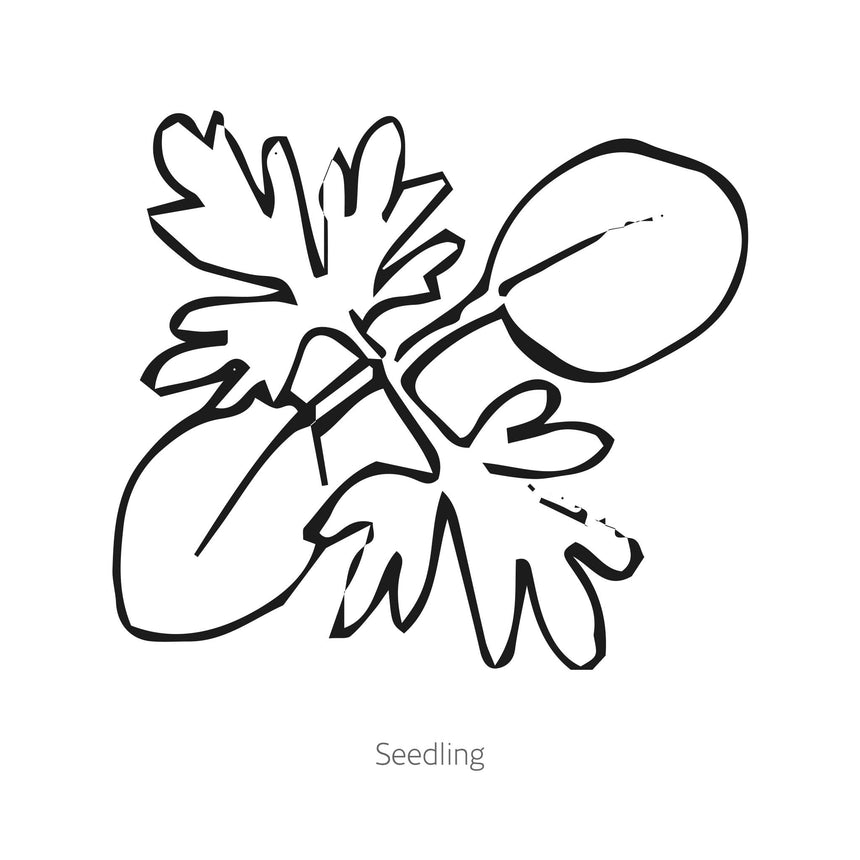 Black and white line drawing of Misty Lavender Larkspur seedling on a white background