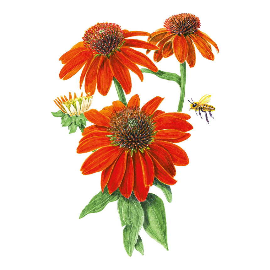 Illustration of red Artisan Red Ombre Echinacea flowers with green leaves and a bee on a white background