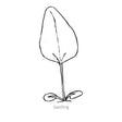 Black and white line drawing of Artisan Red Ombre Echinacea seedling with 'Seedling' text.