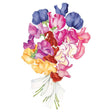 Watercolour illustration of a Perfume Delight sweet pea bouquet, showing ruffled blooms in navy, magenta, lilac, apricot, deep red and white tied with a pale ribbon, against a plain white background.