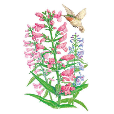 Illustration of Dazzler Blend penstemon showing tall spikes of tubular pink and lavender-blue flowers with slender green leaves, as a hummingbird hovers to feed from the topmost pink bloom.
