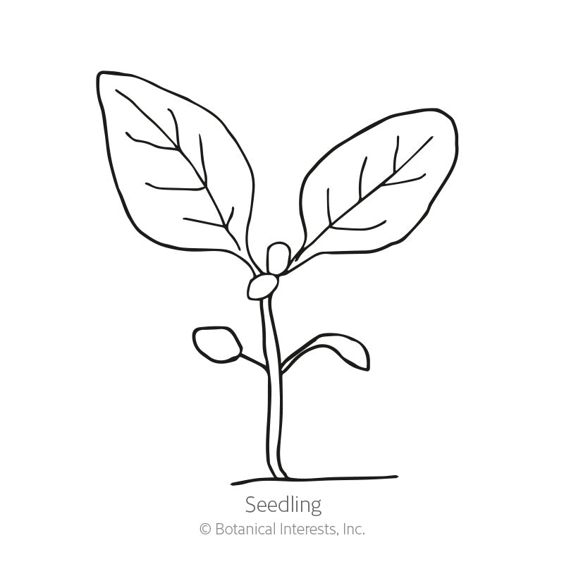Line drawing of a young seedling with a slender stem, two small lower leaves, and a pair of large veined leaves at the top, labelled "Seedling" beneath.