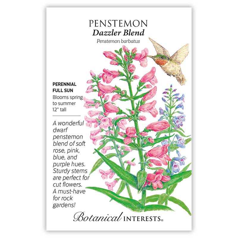 Seed packet illustration of Dazzler Blend penstemon showing tall spikes of tubular pink, rose, and blue-purple flowers with a hummingbird feeding, alongside text noting it's a perennial for full sun, 12 inches tall, blooming spring to summer.