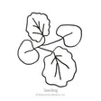 Line drawing of a hollyhock seedling showing two rounded cotyledon leaves and two larger, scalloped true leaves with visible veining, labeled "Seedling".