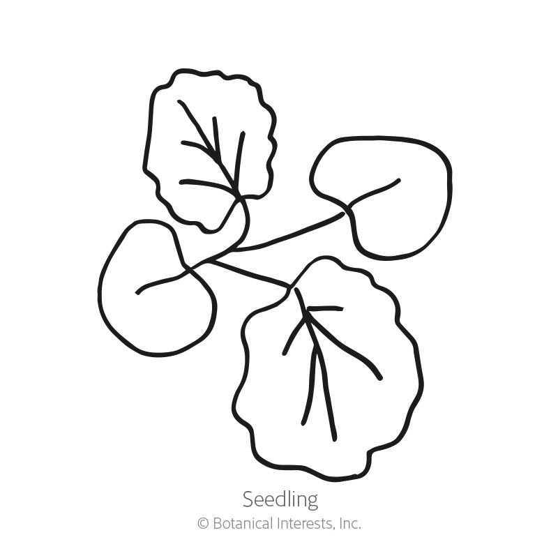Line drawing of a hollyhock seedling showing two rounded cotyledon leaves and two larger, scalloped true leaves with visible veining, labeled "Seedling".