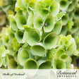 Close-up of Bells of Ireland flower spikes showing the papery, vein-textured pale green calyxes cupping tiny white blooms, stacked densely along the stem, labeled "Bells of Ireland" with the Botanical Interests logo.