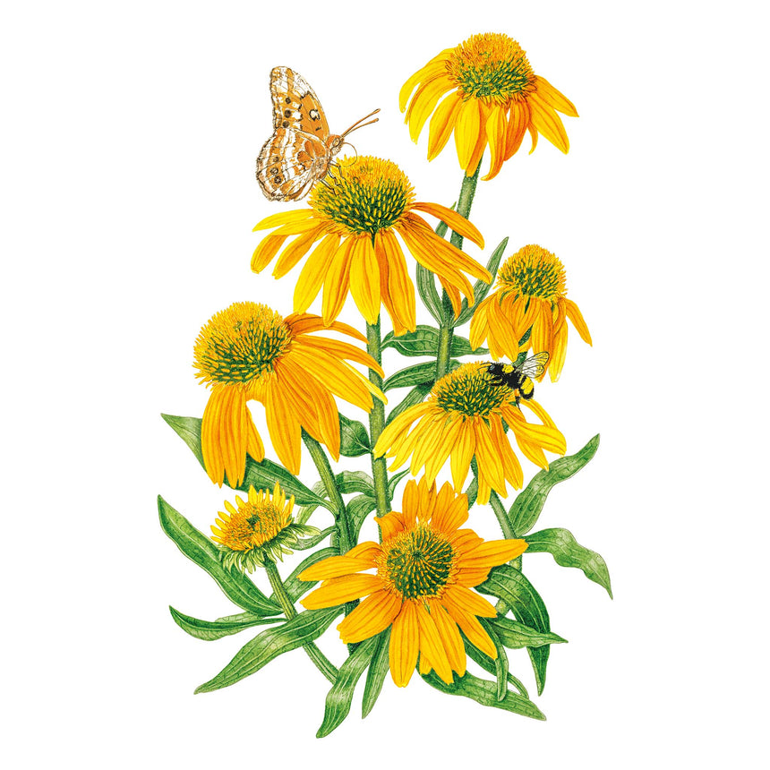 Illustration of yellow Artisan Yellow Ombre Echinacea flowers with a butterfly and bee on a white background